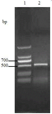 Domestic pig ISG15 recombination protein and encoding gene, recombination plasmid, recombination strain and application thereof