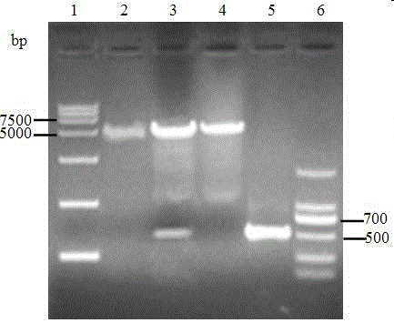 Domestic pig ISG15 recombination protein and encoding gene, recombination plasmid, recombination strain and application thereof