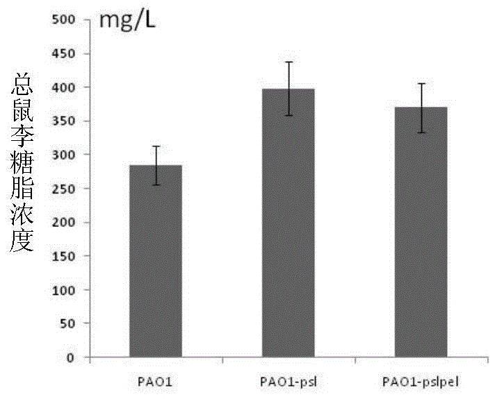 The method for increasing the production of rhamnolipid and its specific Pseudomonas aeruginosa