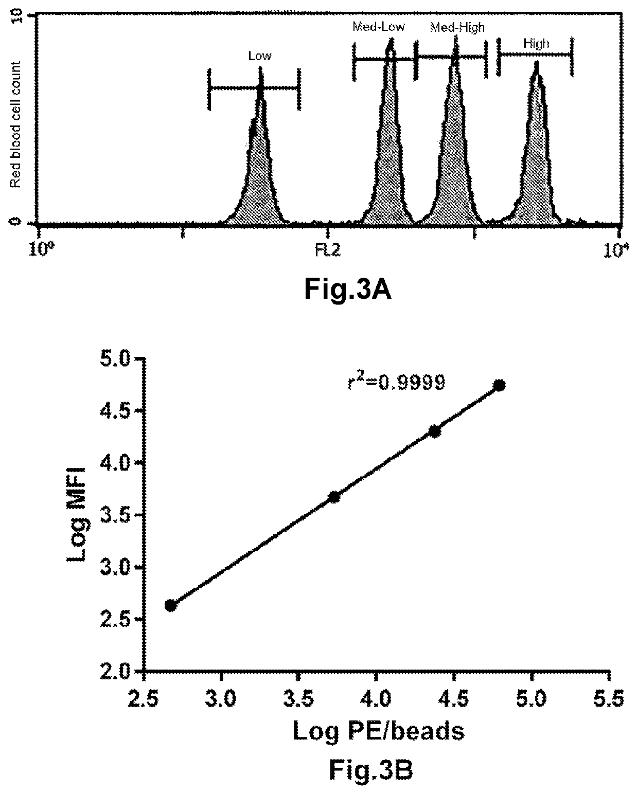 Method for determining the haemoglobin F content of an erythroid cell