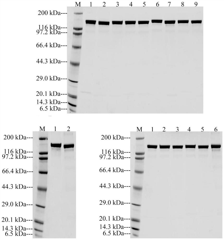 Monoclonal antibody for resisting antigen of RBD structural domain of novel coronavirus