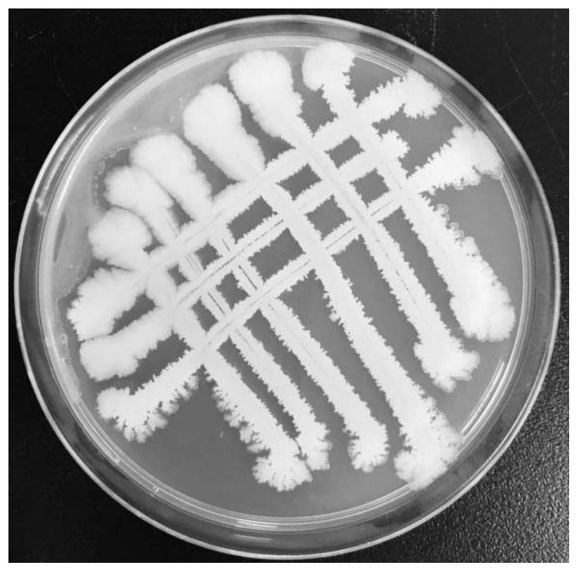 Halobacillus sp. strain and use thereof