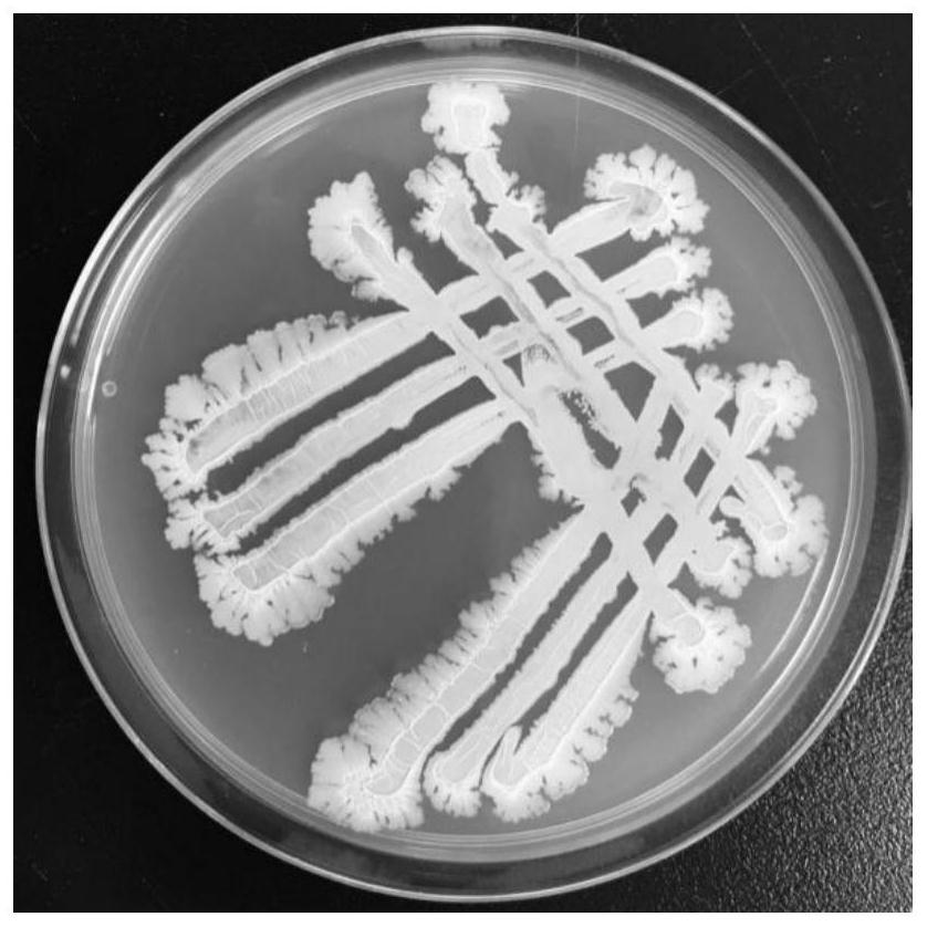 Halobacillus sp. strain and use thereof