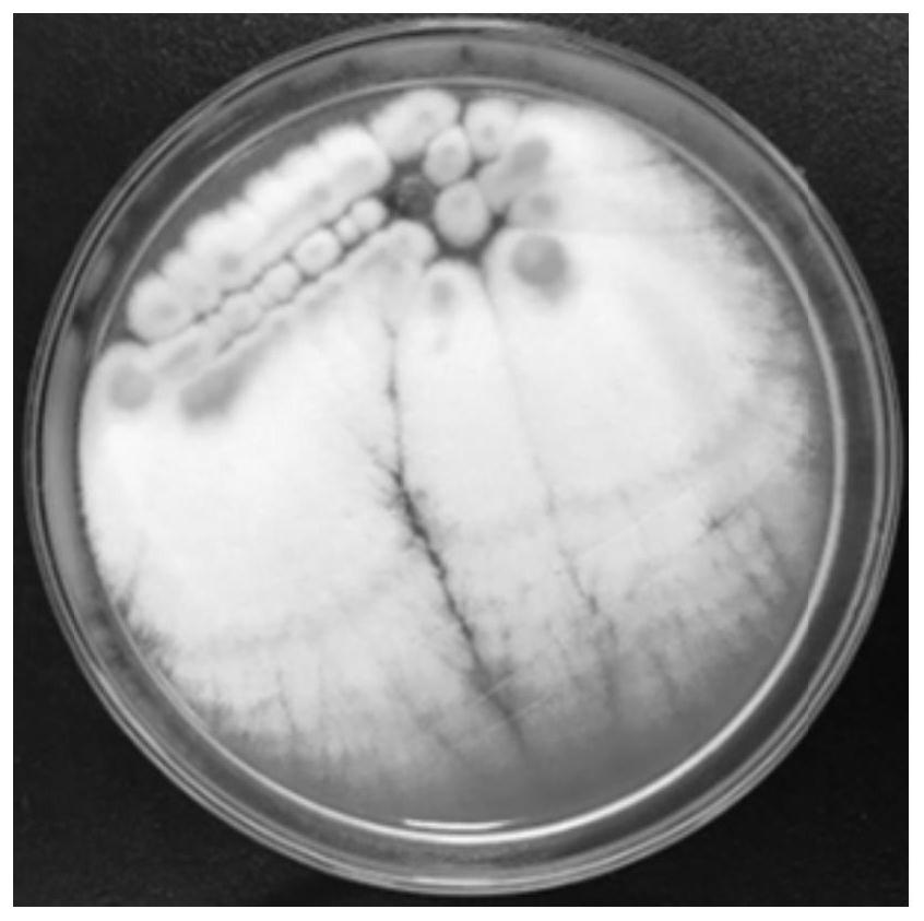 Halobacillus sp. strain and use thereof