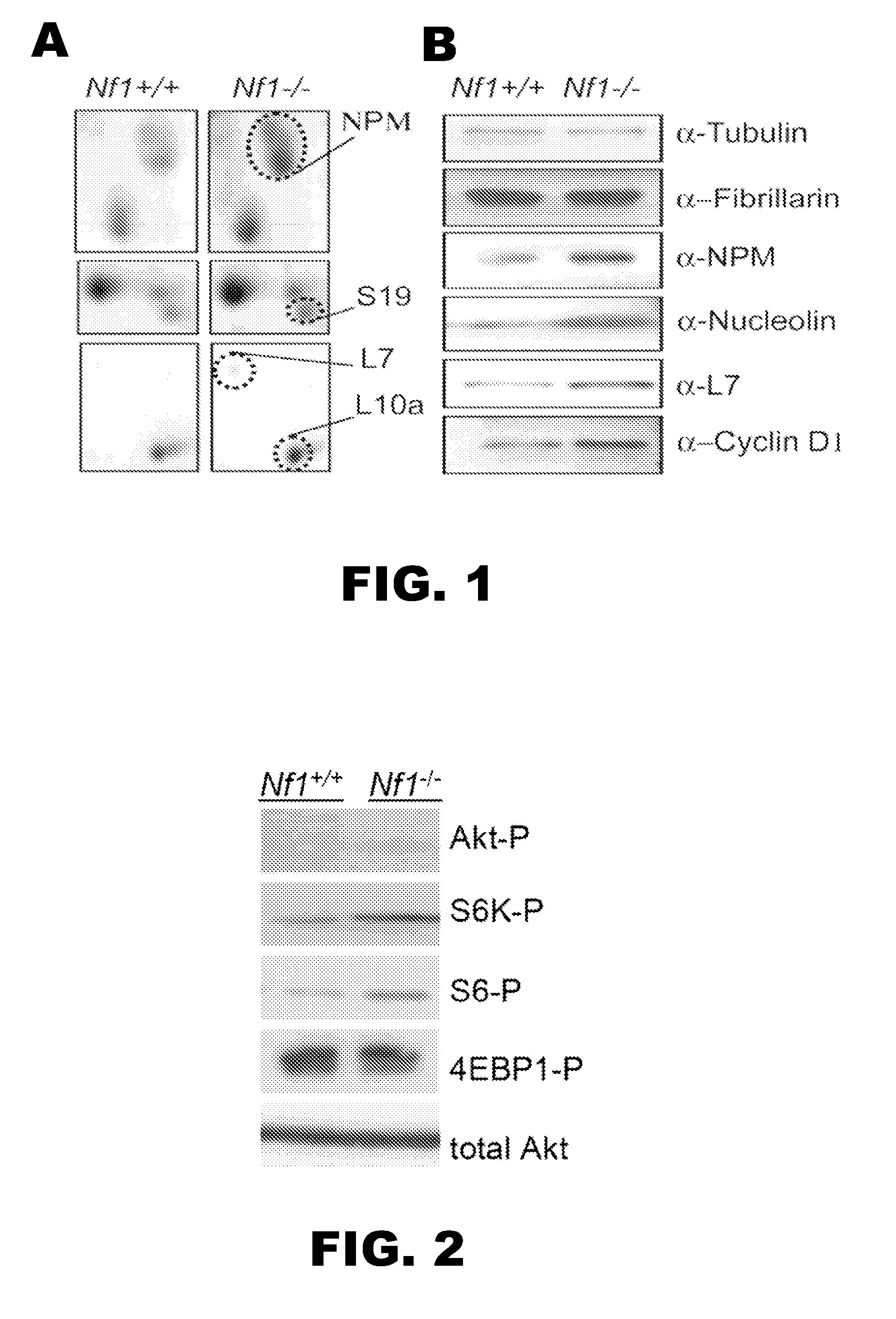 Neurofibromin pathway modulators