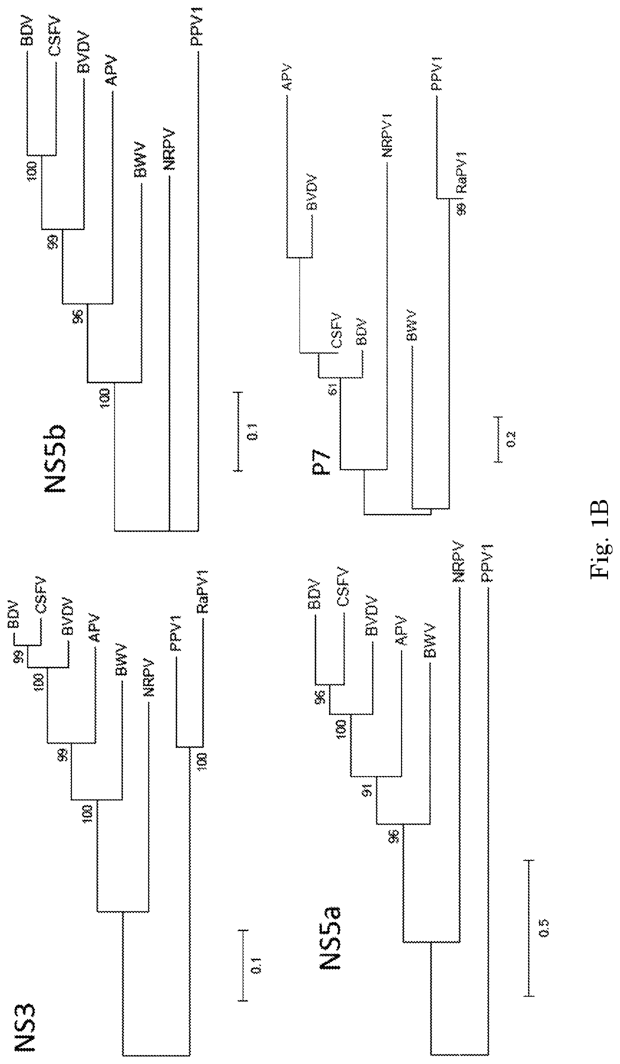 Porcine pestvirus, vaccines, and assays