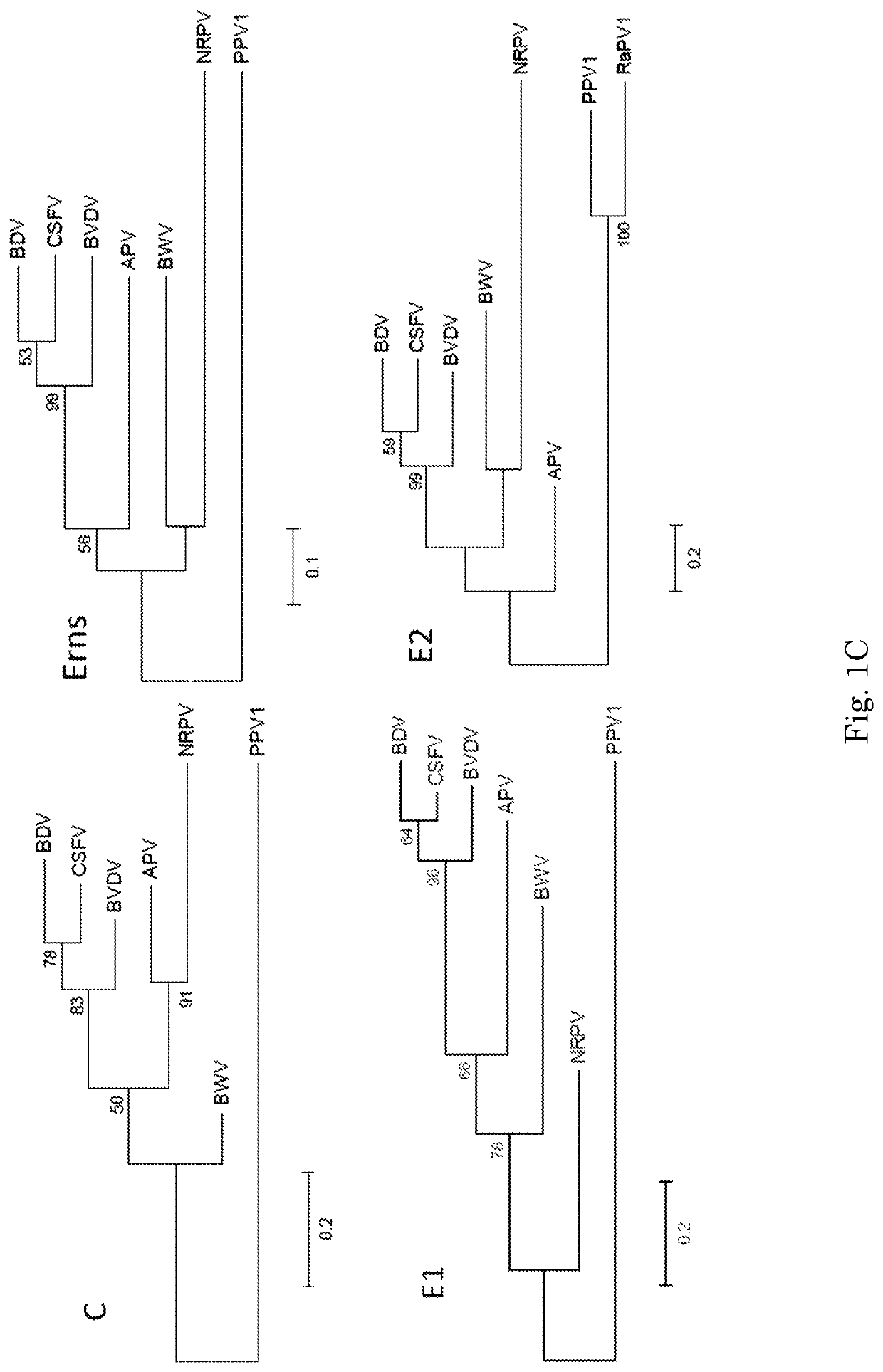 Porcine pestvirus, vaccines, and assays