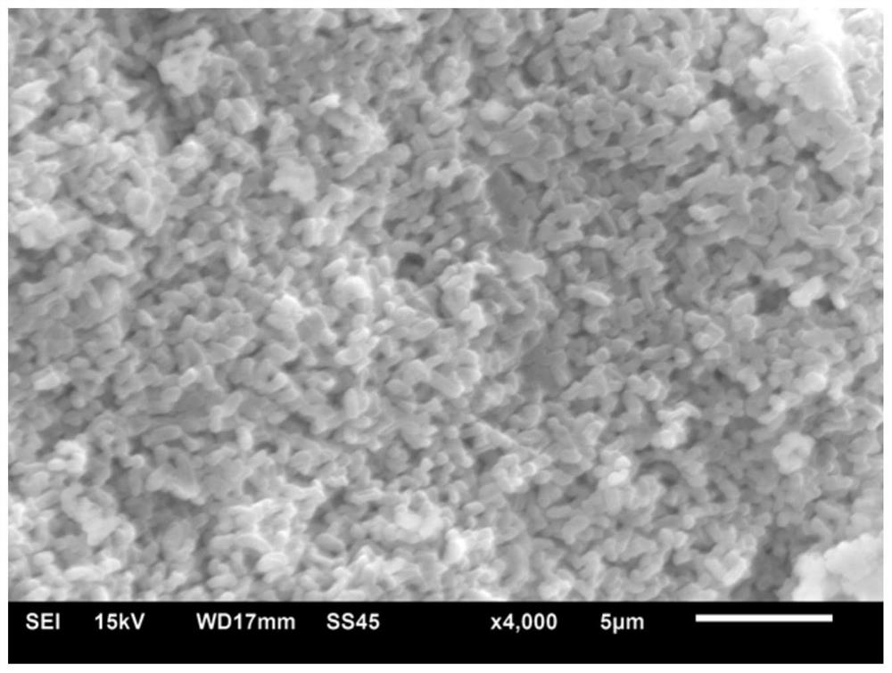 Serratia marcescens and application thereof in degradation of tetrabromobisphenol A