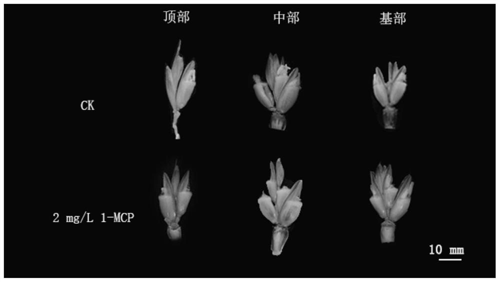 Method for reducing wheat floret degeneration