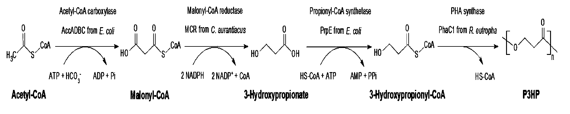 Method for biologically synthesizing poly-3-hydroxypropionic acid