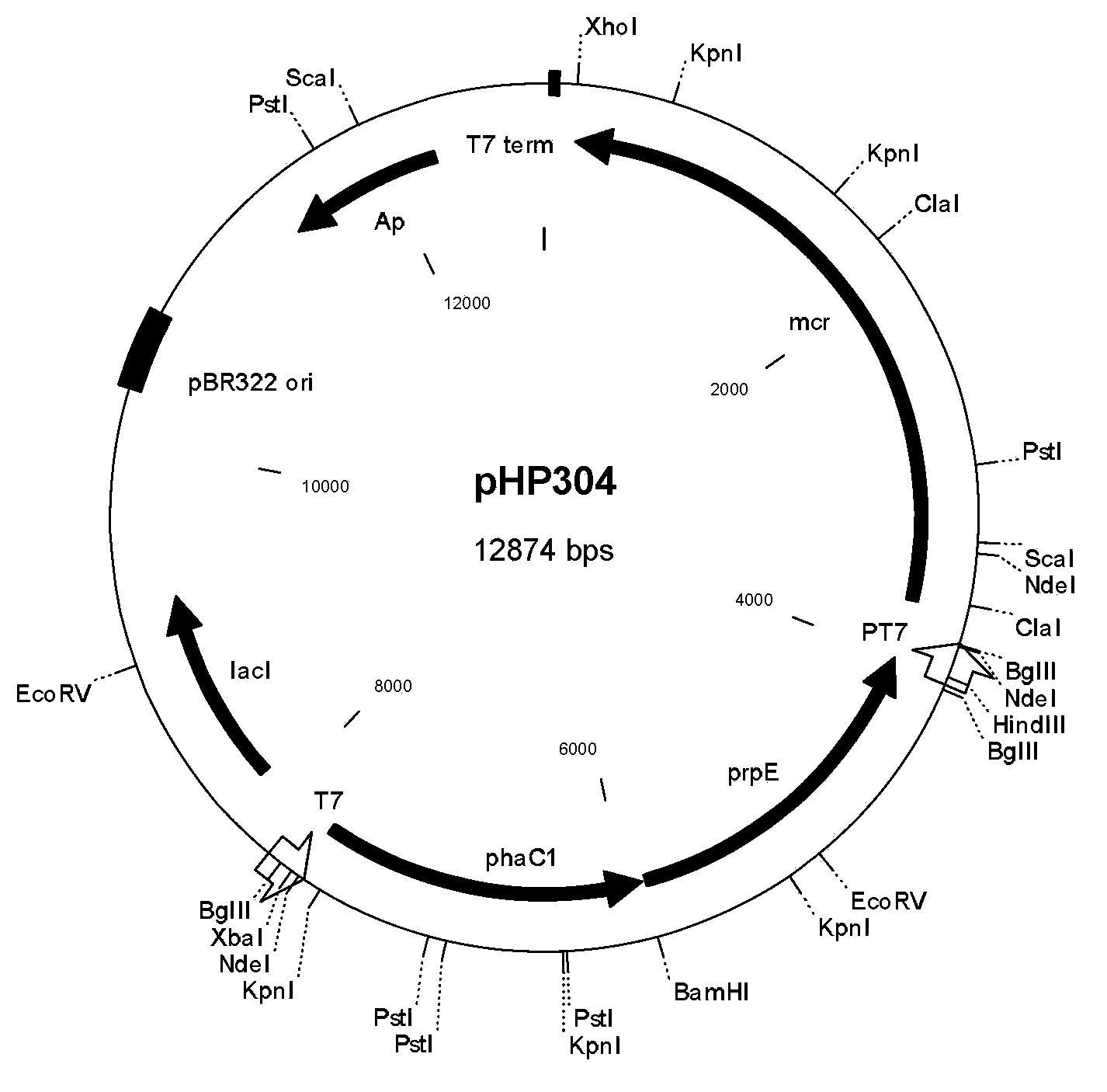 Method for biologically synthesizing poly-3-hydroxypropionic acid