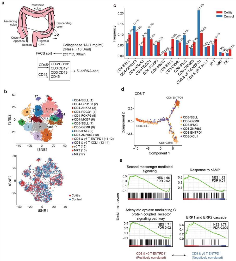 Immune mechanism and therapeutic drug for gastrointestinal diseases