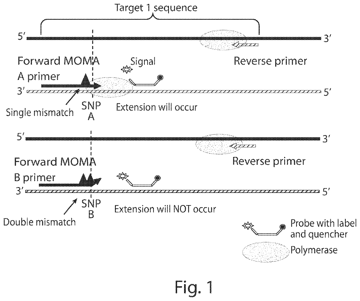 Methods for assessing risk using mismatch amplification and statistical methods