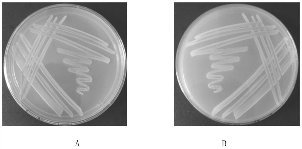 Alcaligenes of iron-producing carrier and application of alcaligenes