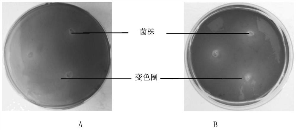 Alcaligenes of iron-producing carrier and application of alcaligenes