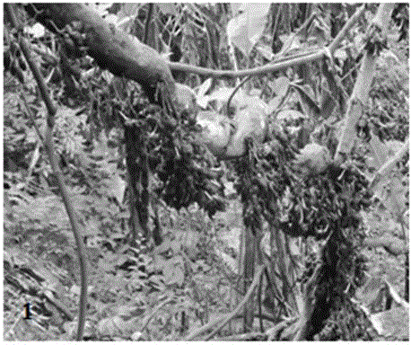 A kind of rapid propagation method of hemp vine