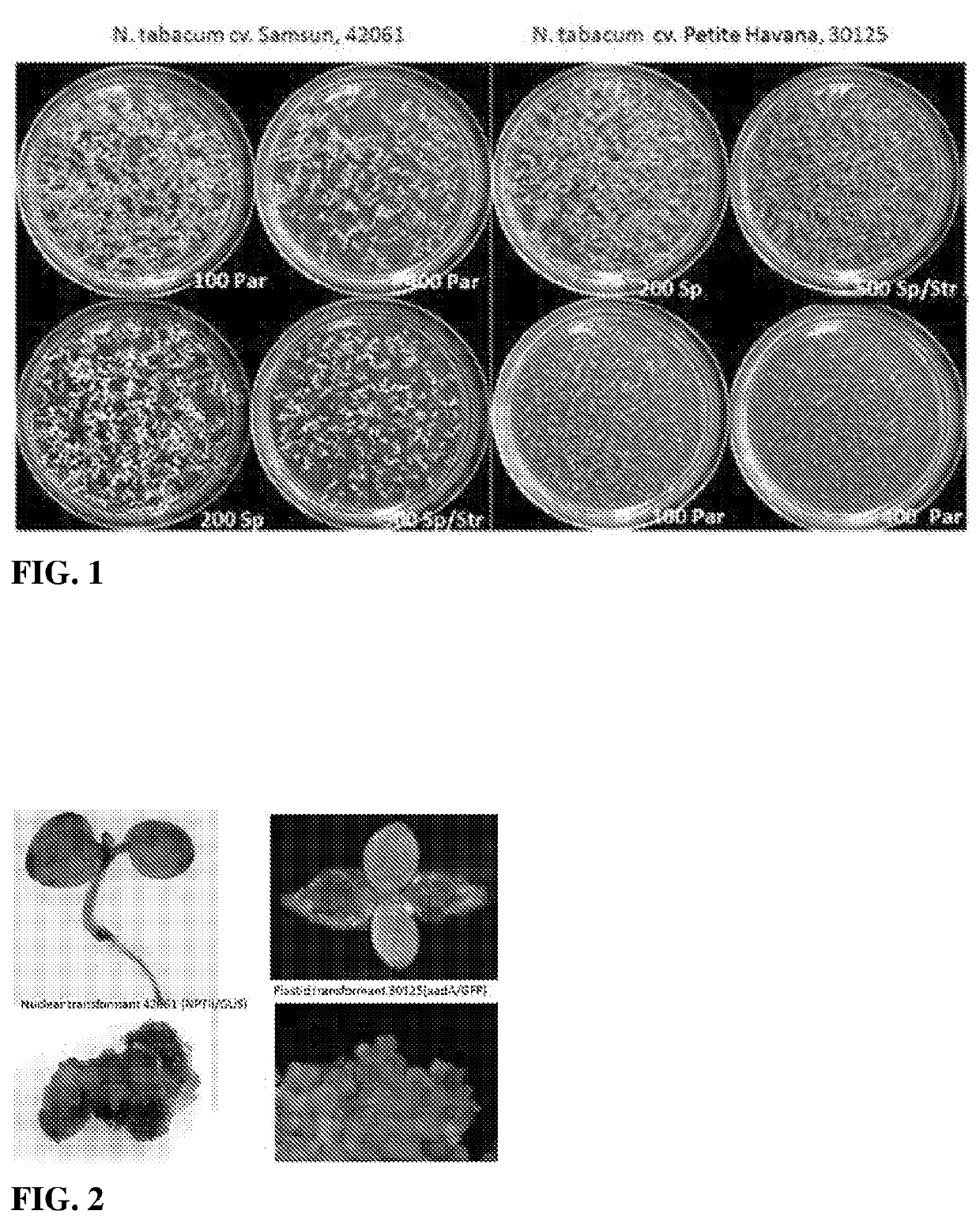 Compositions and methods for transferring cytoplasmic or nuclear traits or components