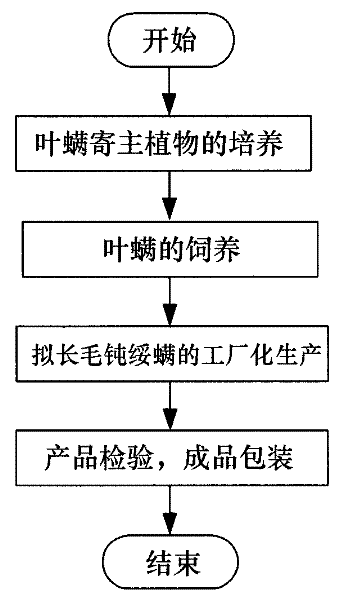 Factory production technology of amblyseius pseudocrinitum