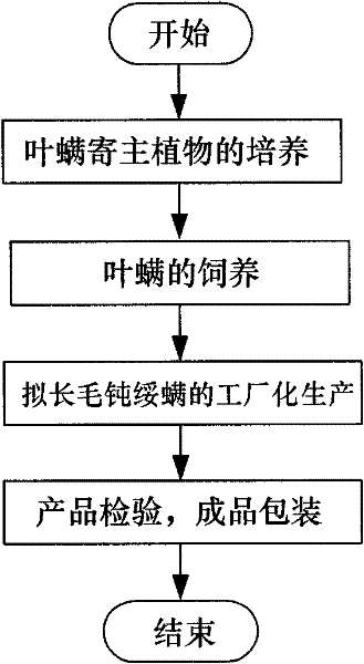 Factory production technology of amblyseius pseudocrinitum