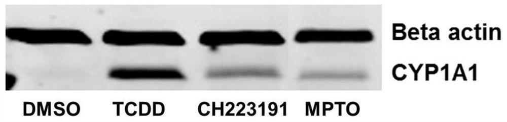 N-substituted thiazolidone compound and application thereof