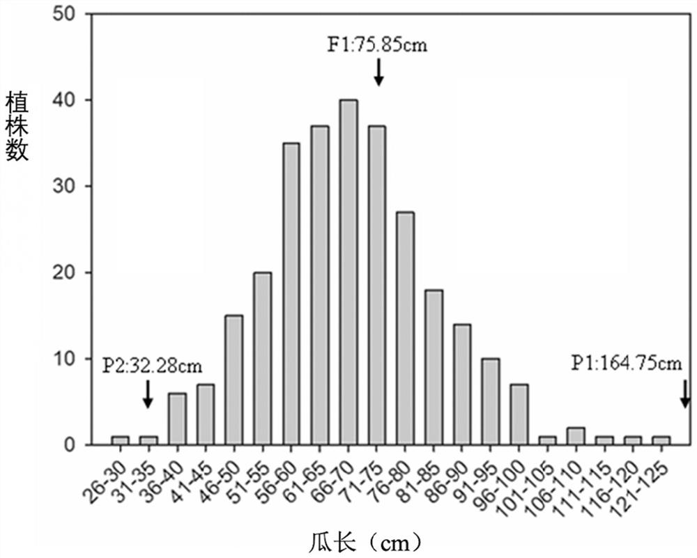 SNP molecular marker related to length of towel gourd and application of SNP molecular marker