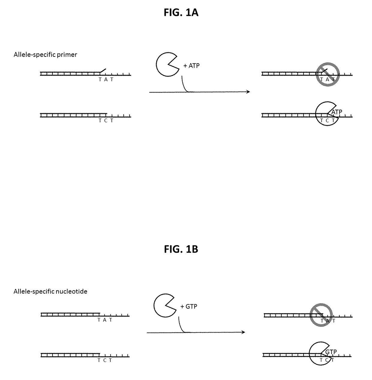 Genotyping by polymerase binding