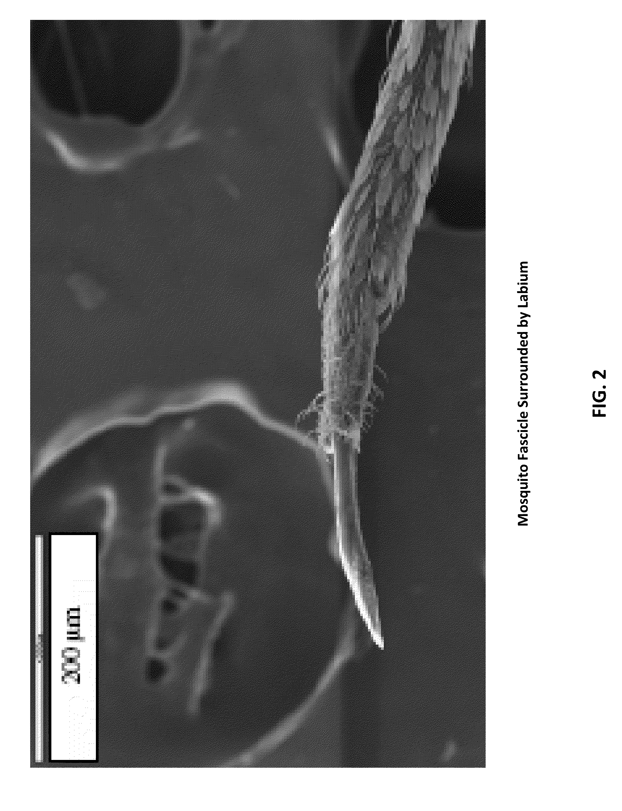 Fiber array for optical imaging and therapeutics