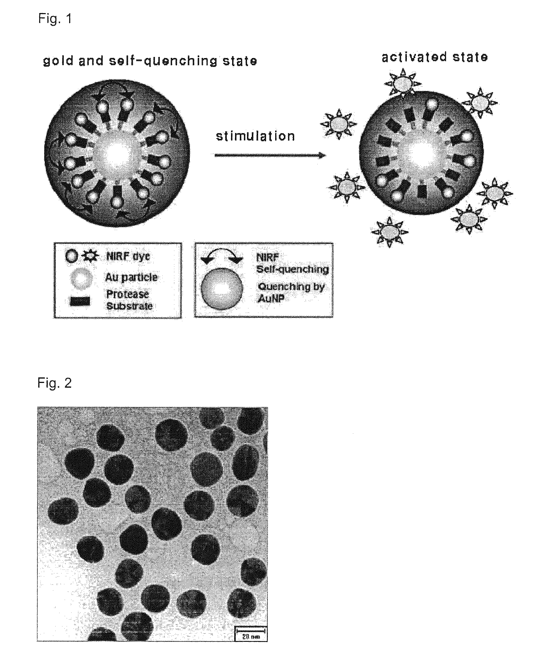 Gold nanoparticle based protease imaging probes and use thereof