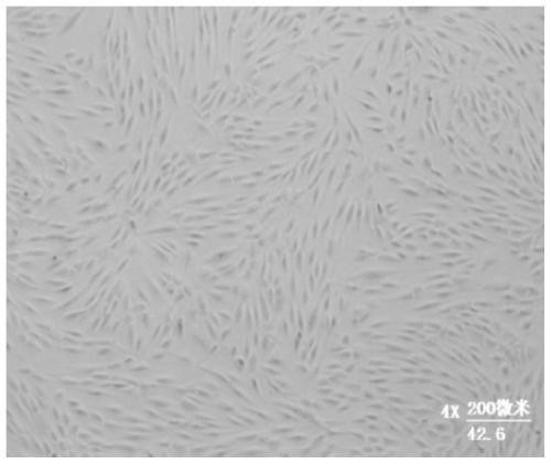 Adipose-derived stem cells-ecm modified sis composite engineered bone and its preparation method