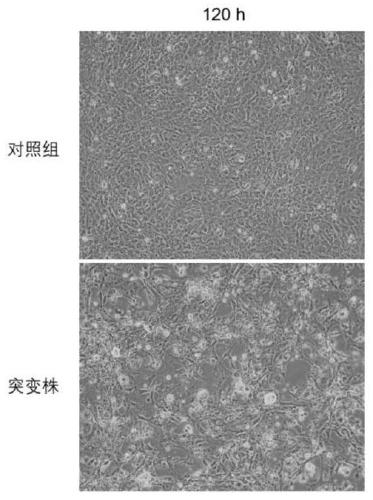 Type-3 DHAV (duck hepatitis A virus) mutant gene ISA-A117C and construction method