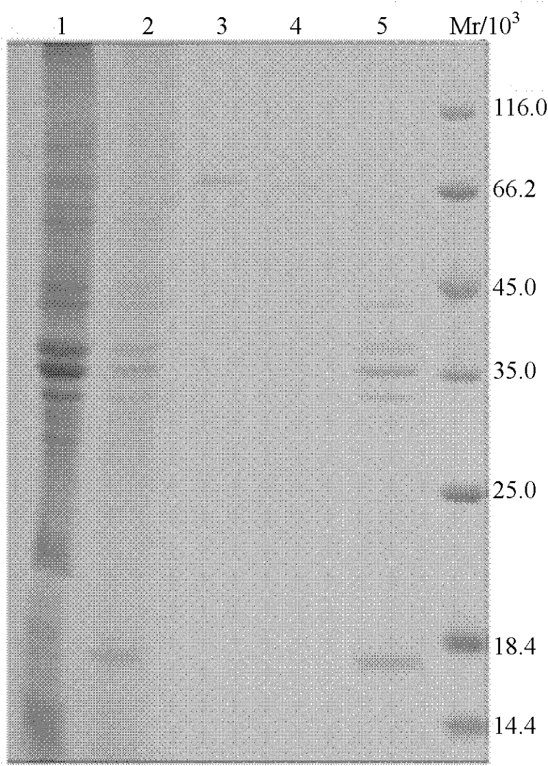 Extraction and purification method of plasminogen activator pla of Yersinia pestis