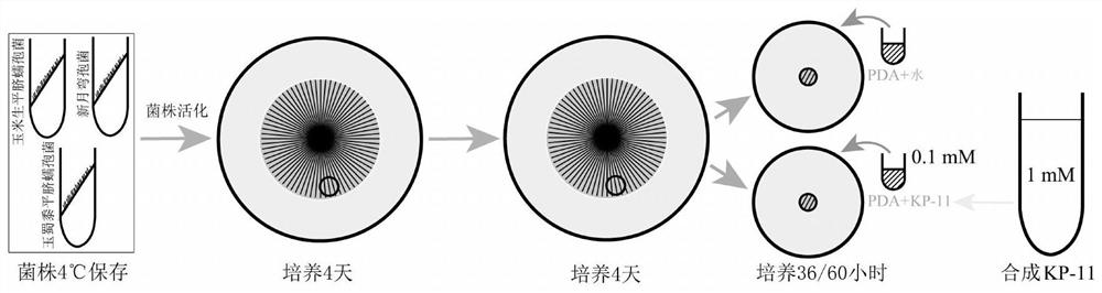 Functional small peptide KP-11 and application thereof