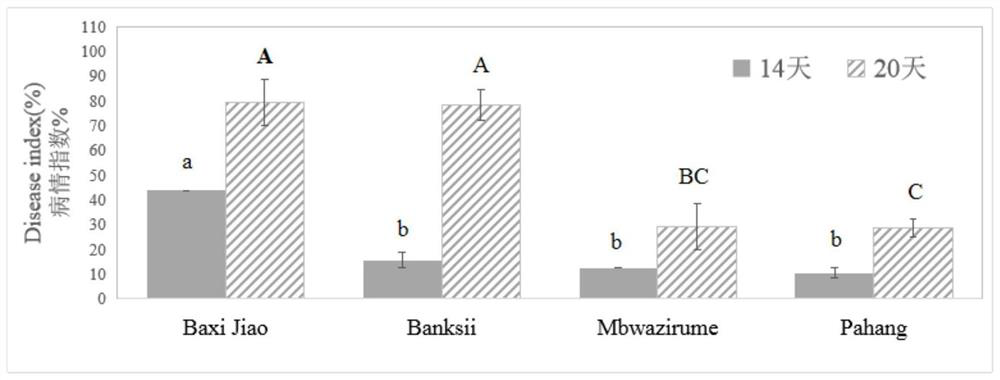 Method for identifying tropical resistance of different banana varieties to No. 4 physiological race of fusarium wilt by using tissue culture seedlings