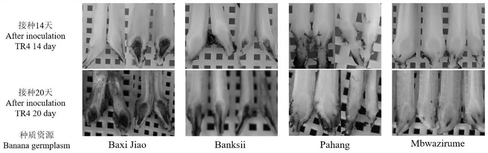 Method for identifying tropical resistance of different banana varieties to No. 4 physiological race of fusarium wilt by using tissue culture seedlings