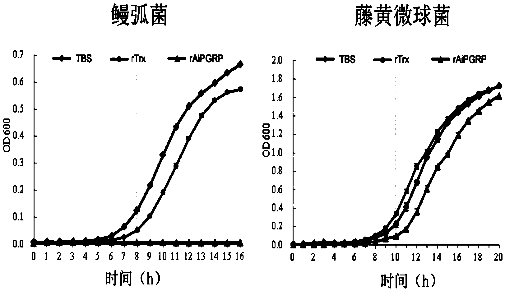 Recombinant protein of bay scallop peptidoglycan recognition protein as well as preparation and application thereof