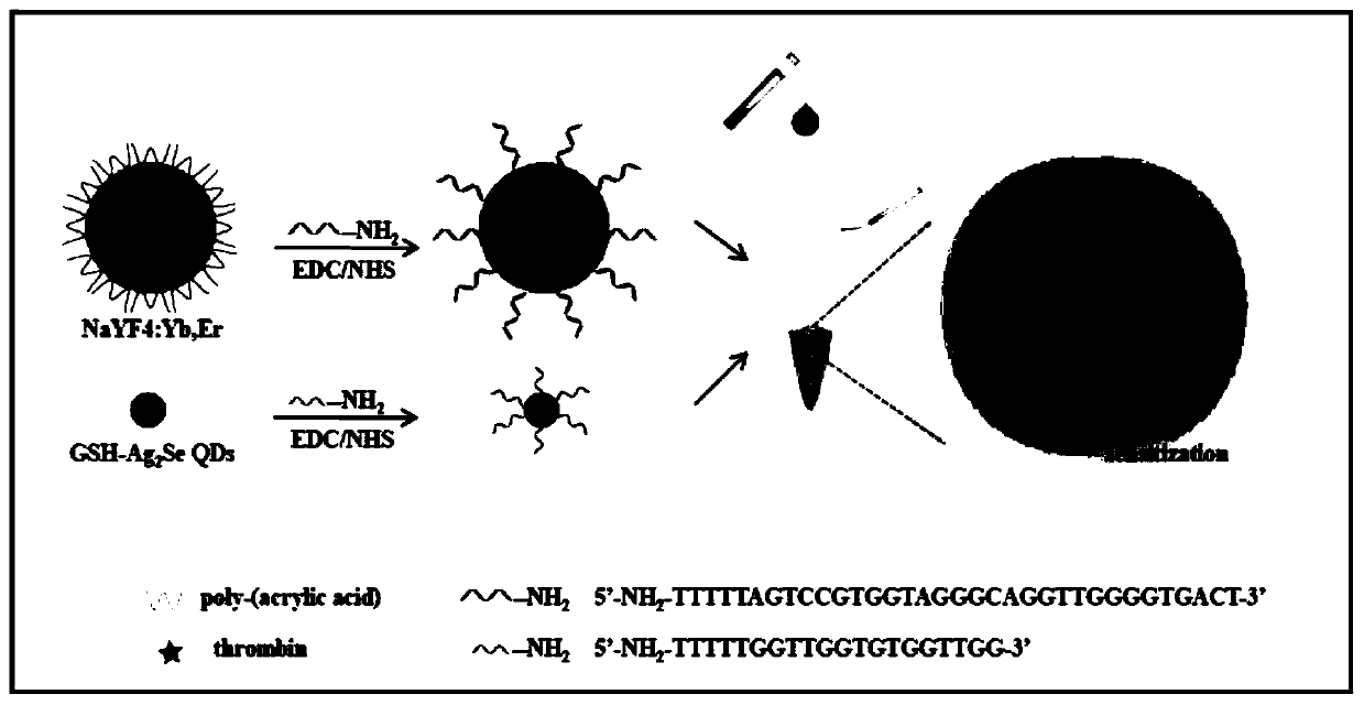 Method for detecting thrombin by utilizing quantum dot sensitization upconversion nano material