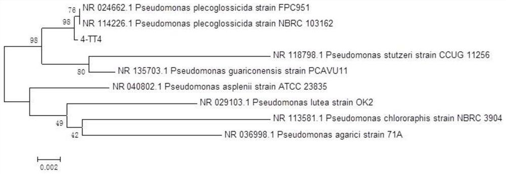 A kind of Pseudomonas mutans and application thereof