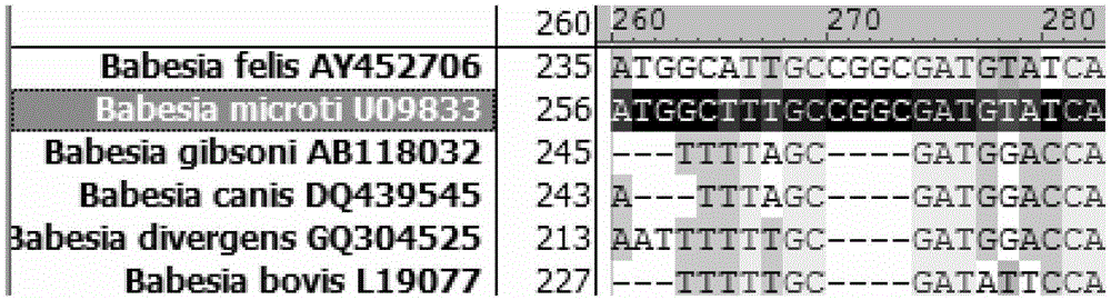 Primers, probes and kits for fluorescent quantitative PCR detection and typing of Babesia