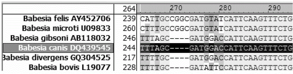 Primers, probes and kits for fluorescent quantitative PCR detection and typing of Babesia