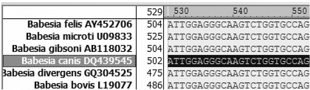 Primers, probes and kits for fluorescent quantitative PCR detection and typing of Babesia