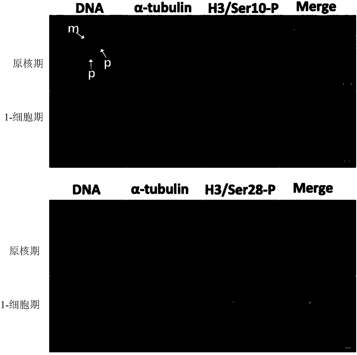 Application of human histone H3 Ser10 and Ser28 in identification of developmental staging of human early embryos