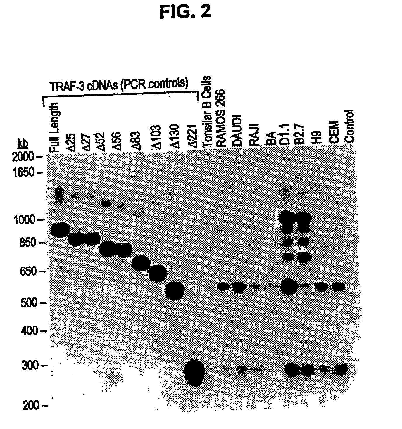 TRAF-3 deletion isoforms and uses thereof