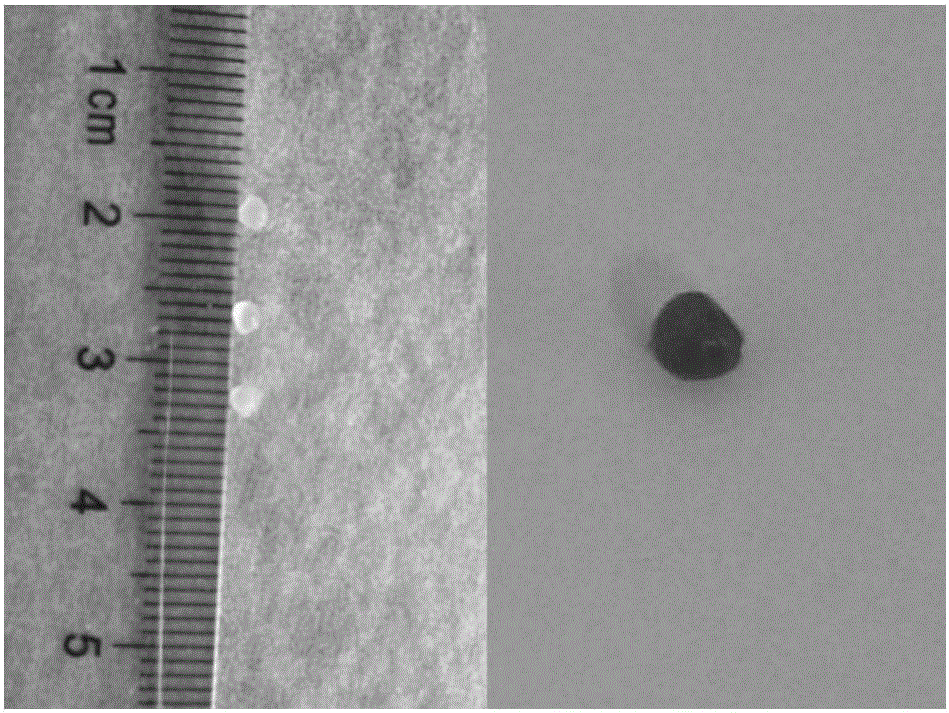 Calcium alginate/5-Cl-PADAB microspheres and preparation method and application thereof