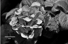 Method using young embryo to save and obtain interspecies hybrid of hydrangea macrophylla