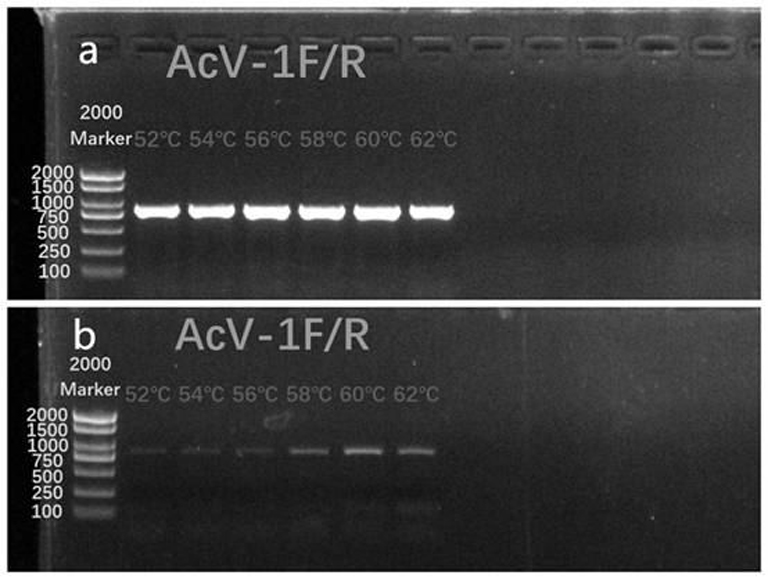 Arma chinensis virus specific CP detection primer and PCR detection method
