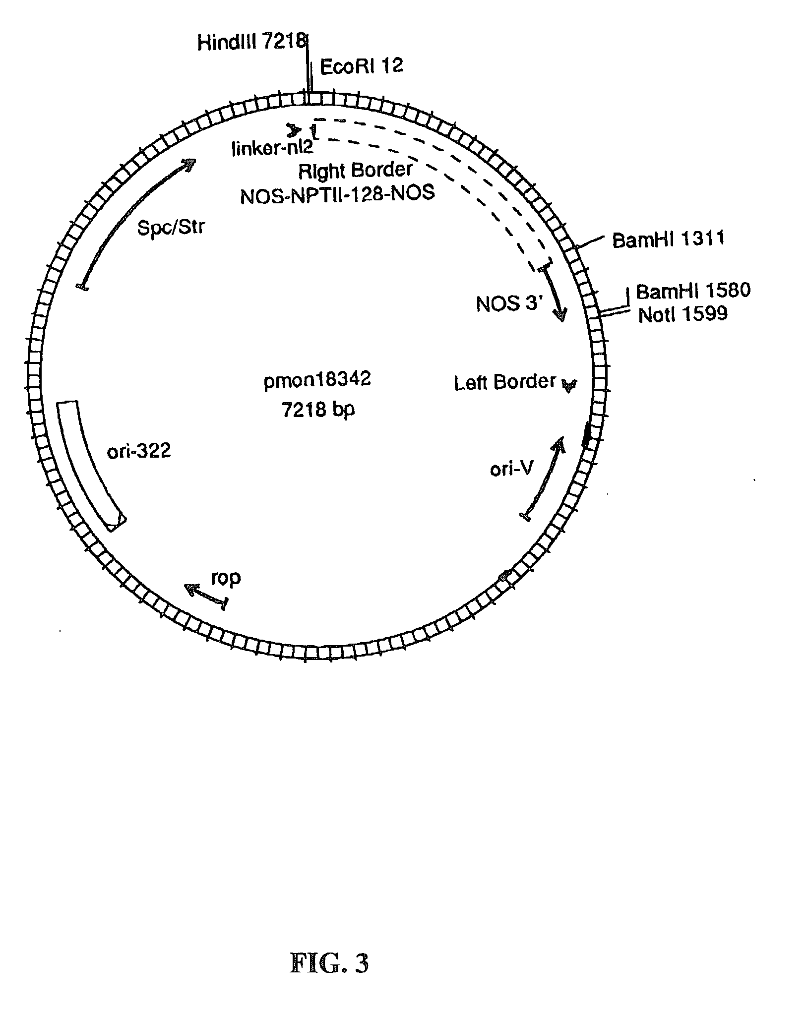 Methods for the production of stably-transformed, fertile wheat employing agrobacterium-mediated transformation and compositions derived therefrom