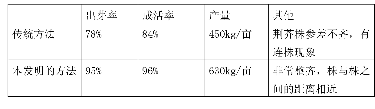 Method for cultivating schizonepeta