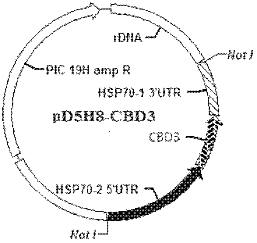 Tetrahymena expression vector of chitinases and its application in expressing chitinases