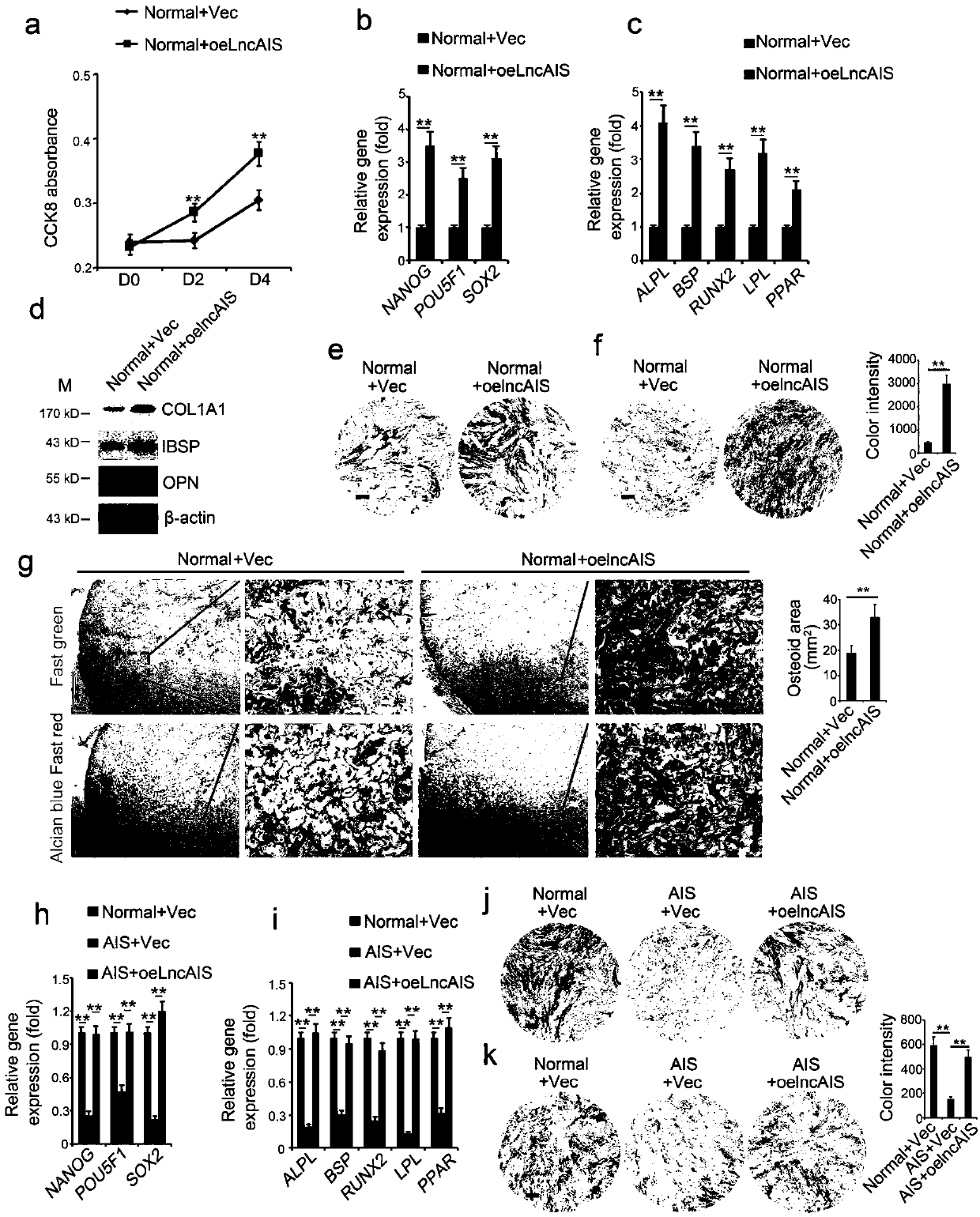 Biological agent for promoting osteogenic differentiation of bone marrow mesenchymal stem cells