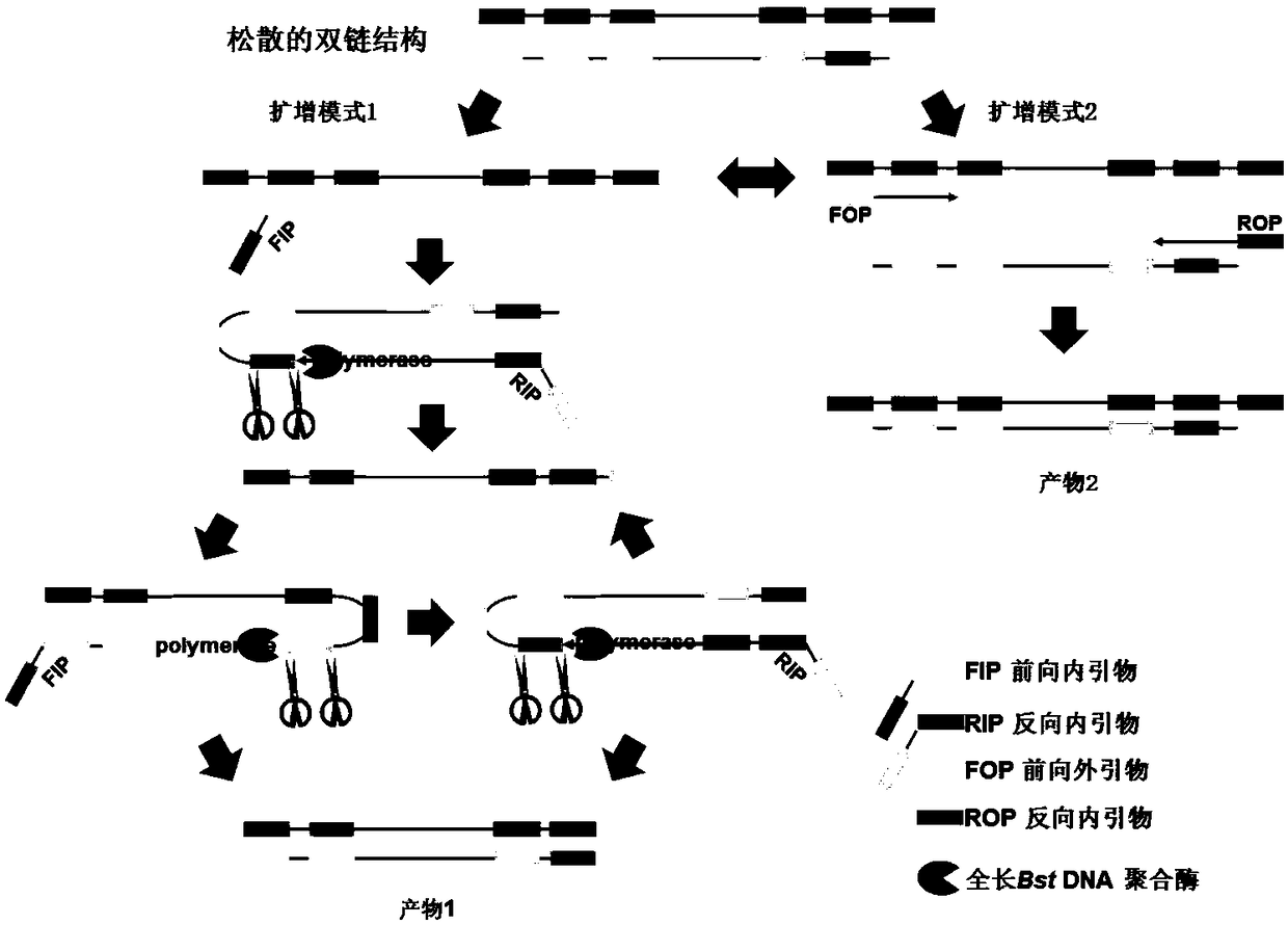 Isothermal nucleic acid amplification system with high specificity as well as application thereof